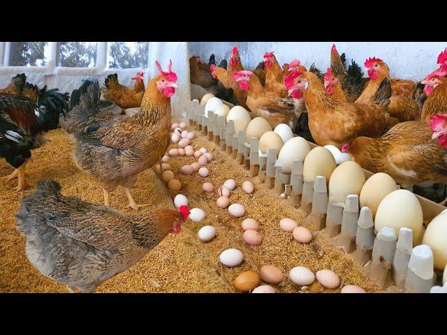 Raising Chickens For Eggs - Collecting Chicken Eggs - Food for Egg Laying Chickens.