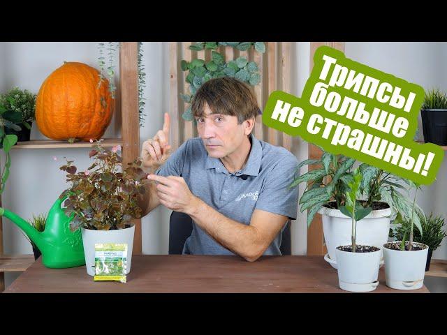 Обнаружили трипсы на листьях?! Скорее СПАСАЙТЕ растение!