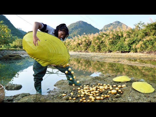 New Discovery on the Road to Wealth: A Girl Open a Yellow Clam and Pour Out the Treasure Inside