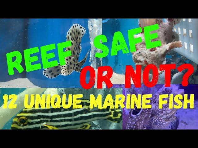 12 UNIQUE MARINE FISH - REEF SAFE, OR NOT?