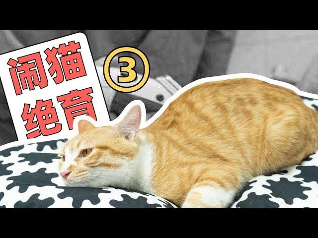 【猫咪绝育指南】猫猫绝育后要如何护理？铲屎官需要注意哪些细节