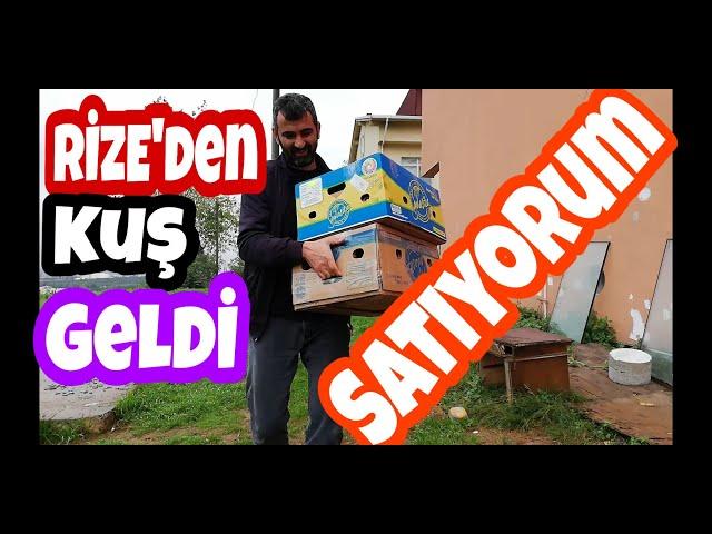 Rizeden Kuş Geldi, Satıyyuurum Daaa. 13 Taklacı 1000 Pey. SAHİPLENDİRİLDİ