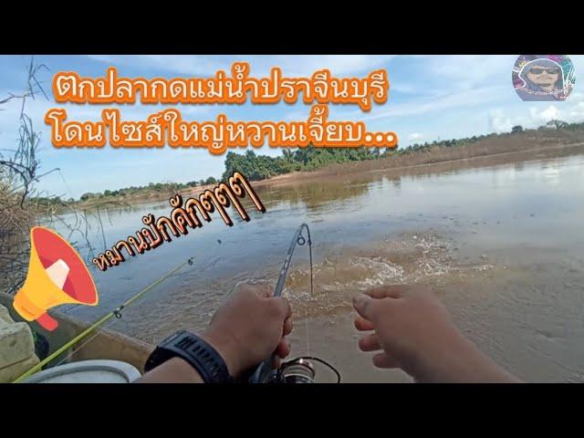 ล่องเรือตกปลากดแม่น้ำปราจีนบุรี #ปลากด #ตกปลา #fish #catfish#เรือตกปลา #เรือไฟเบอร์กลาส #ปลากดเหลือง