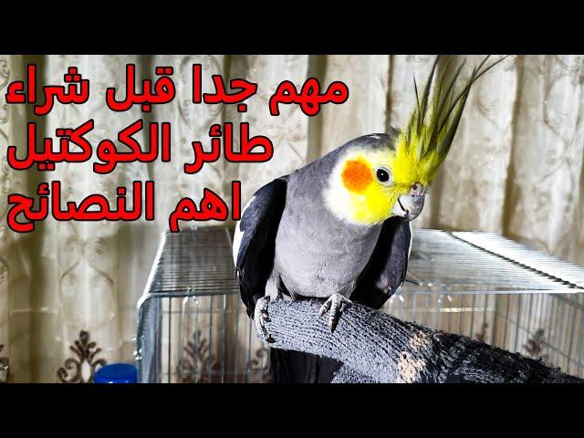 كل ما تريد معرفته عن طائر الكوكتيل سلوكه و طبيعته و العناية به طعامه المفضل (ميزاته وعيوبه)