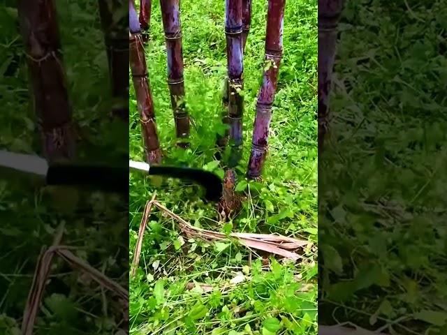 cut the sugar cane stalks with a sharp tool #shorts
