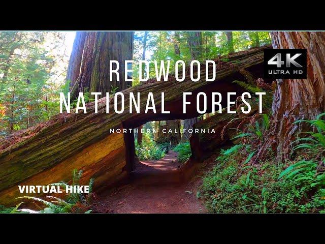 Treadmill Virtual Hike - Walking - Redwood National Forest Hike - 60 minutes - ASMR - No Music