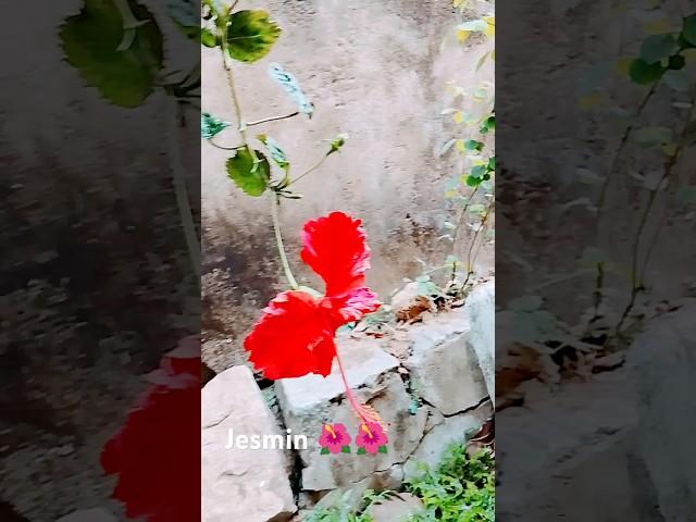 cute flowers 
