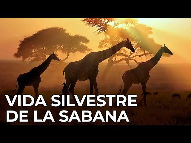 El Mundo Salvaje: La Sabana Africana | Free Documentary Nature -  Español