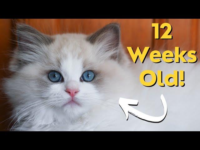 Ragdoll Kittens 12 weeks Old  So Cute!