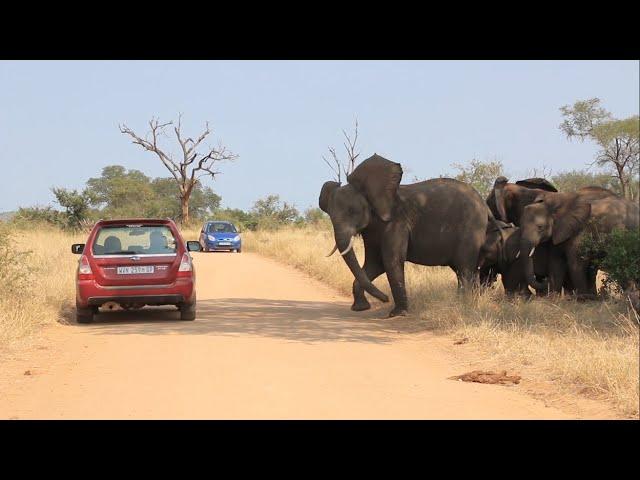 Why Idiots In Cars Shouldn't Drive Near Elephants.| Kruger Park Sightings