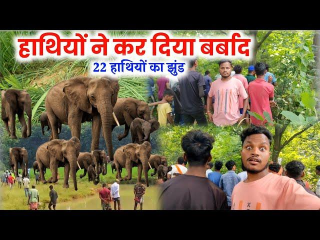 हाथियों ने कर दिया बर्बाद सारा फसल | Elephant Attack Video Village Attack Elephant Video