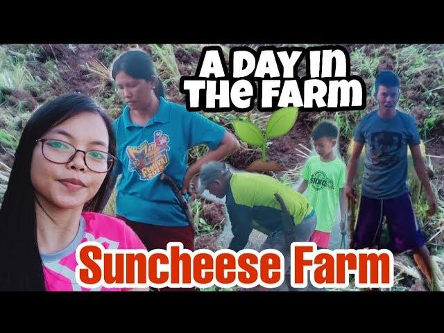 A Day in the Farm | Planting Veges | Suncheese