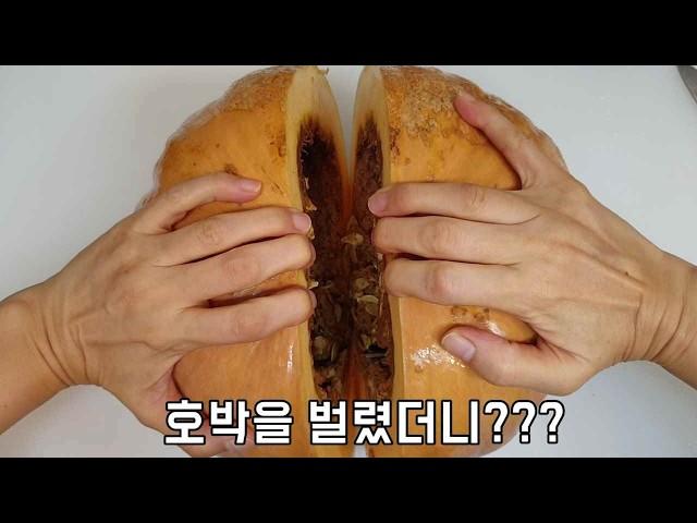 늙은호박을 잘랐는데 이럴수가 ????