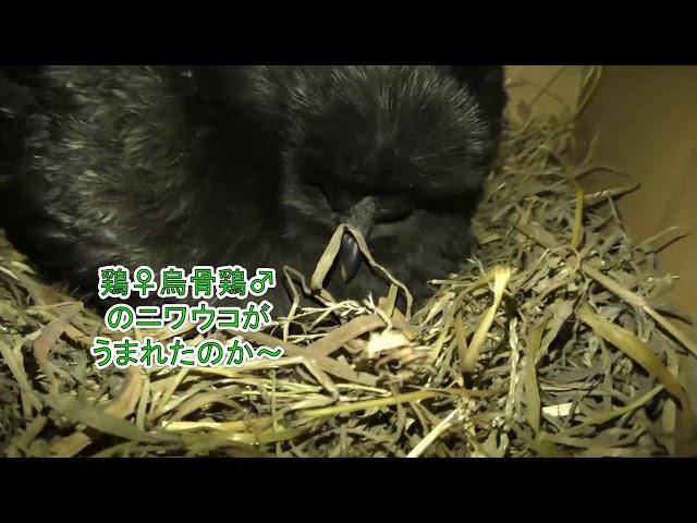 烏骨鶏と鶏vlog⑥68日目　うこにわ生まれたか