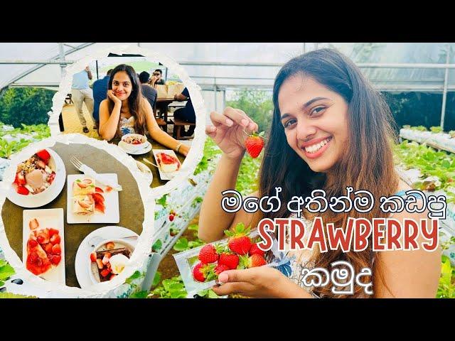 NuwaraEliya Strawberry Farm / Jagro Strawberry / NuwaraEliya Travel Places / Fresh Strawberries