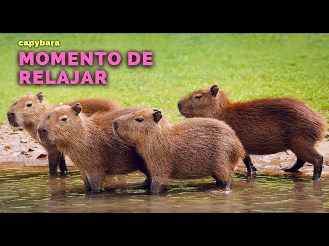 los CAPIBARA saben DISFRUTAR su TIEMPO LIBRE