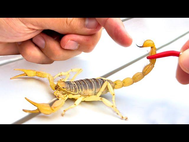 STUNG by a Giant Scorpion!