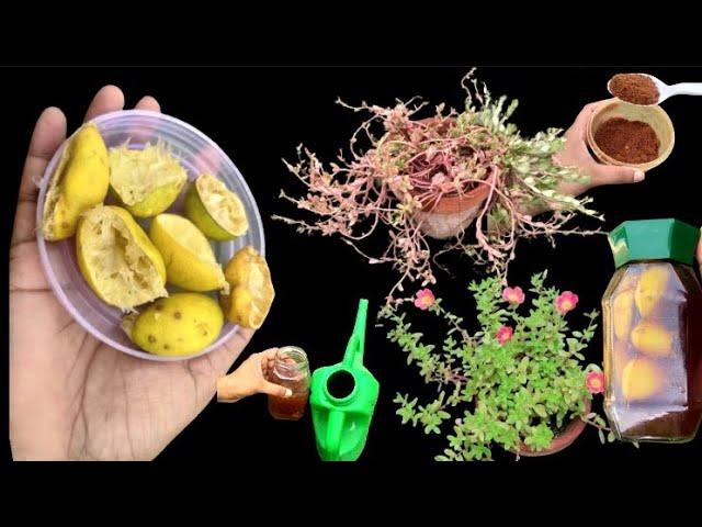 Organic Fertilizers | Lemon Peel Fertilizer  | Best Homemade Fertilizer