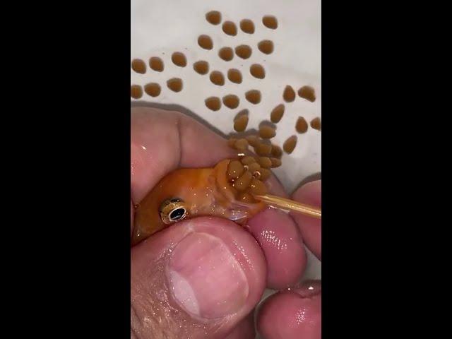 Orange cichlid fish giving birth ️ #fish #fishing