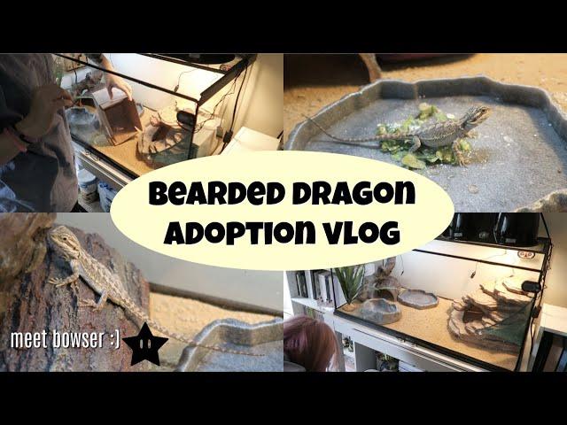 Getting my Bearded Dragon + First Week 