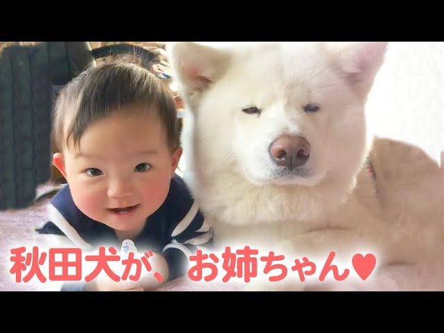 (ENG sub)Together with Akita Dog with the Gentle Eyes Since Birth