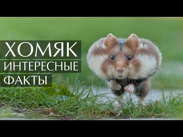 Хомяк - интересные факты