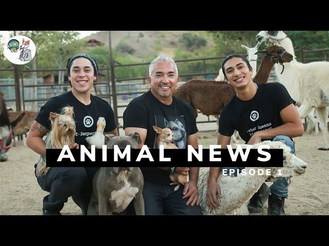 Our new Youtube Series, ANIMAL NEWS!