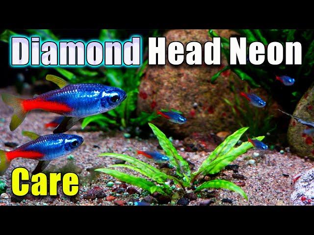 Diamond Head Neon Tetra - The New Tetra on The Block!