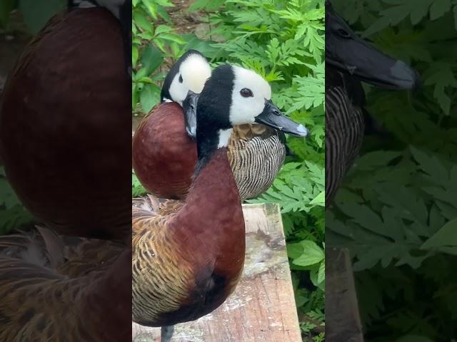 White-faced tree duck #birds #duck