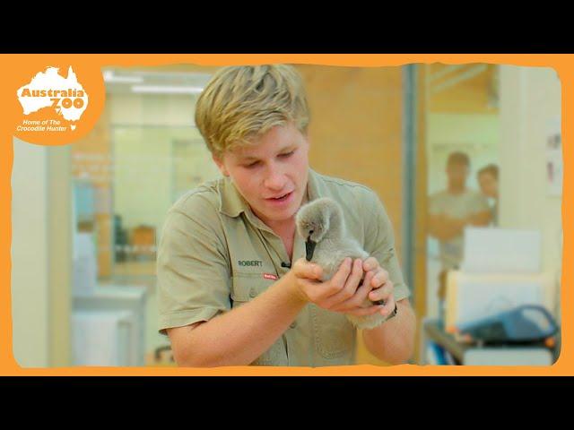 Robert's Wildlife Hospital Tour | Irwin Family Adventures