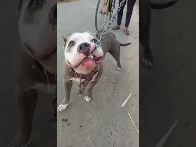 pitbull dog lock lag gya 