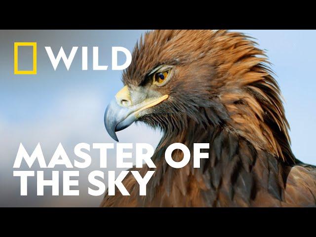 The Majesty of the Golden Eagle | Wild Europe | National Geographic WILD UK