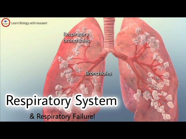 Respiratory System / Respiratory failure 3D video - #respiratory #biology