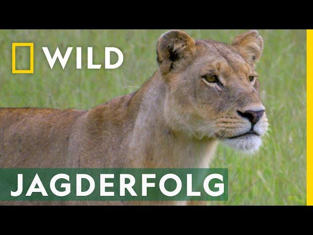 So lernen Löwen das Jagen | Big Cat Februar