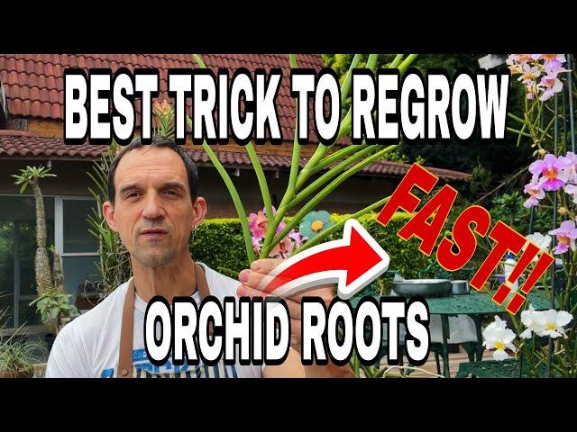 HOW TO REGROW ORCHID ROOTS FAST / VANDA ORCHID WITH NO ROOTS