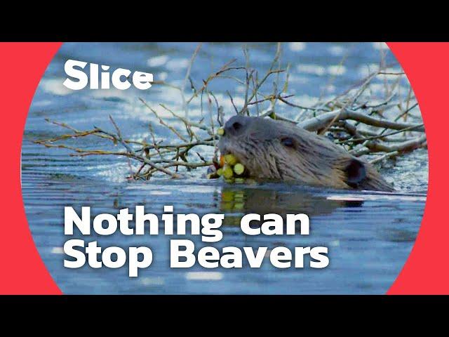 How Do Beavers Build a Dam | SLICE