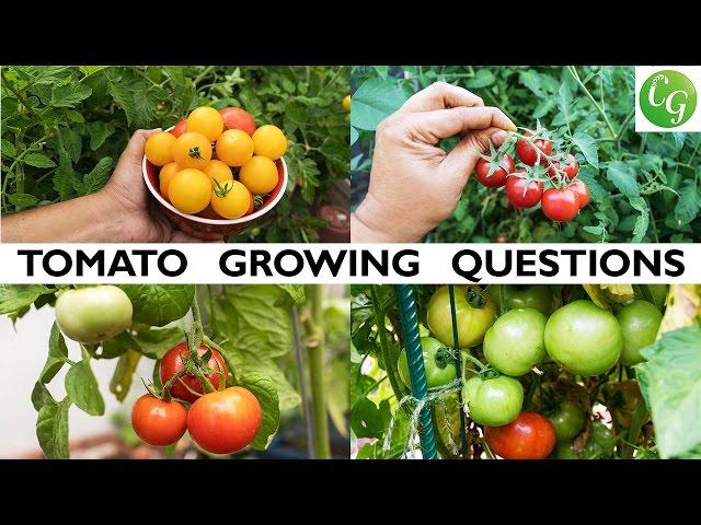 Tomato Growing Questions Answered - Tips For Growing Great Tomatoes
