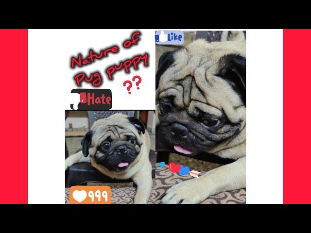 pug characteristics -1 #MomsonTom#pug #crazypetlovers #puggy #pets #doglover #ilovemypug #puglove