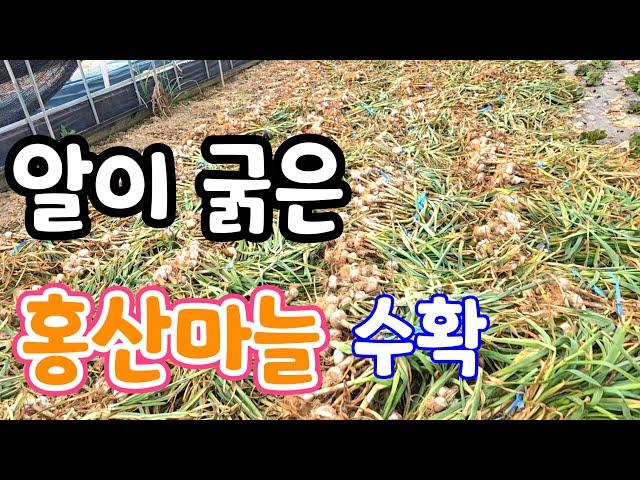 알이 굵은 홍산마늘 수확! 지금 예약 받아요