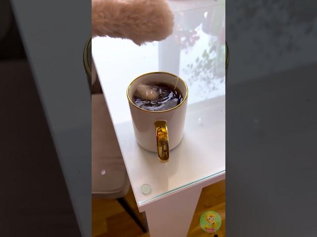 ازعج قطة وشاهد الفوضى تحدث! ️ #فيديوهات_قطط