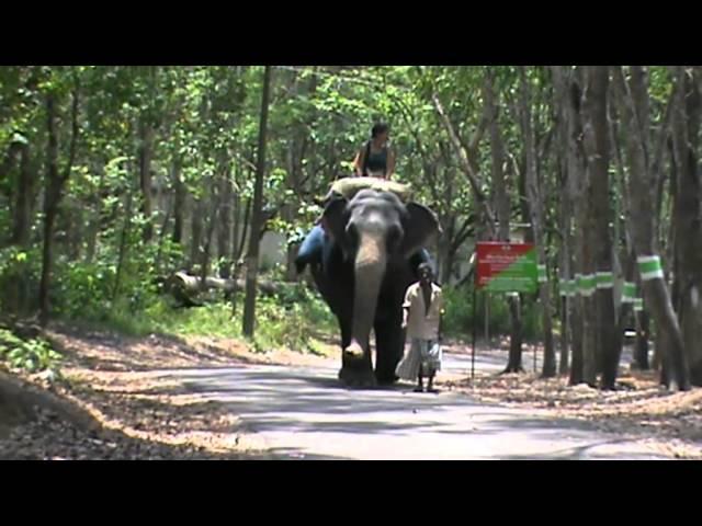 Elephant Riding-Kerala Forests&Wildlife Department Elephant Rehabilation Centre, Kappukadu