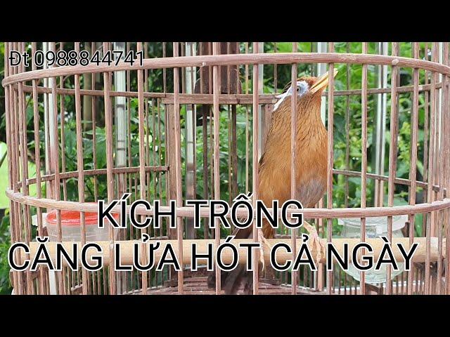 Họa mi mái thúc trống nhanh lên lửa.