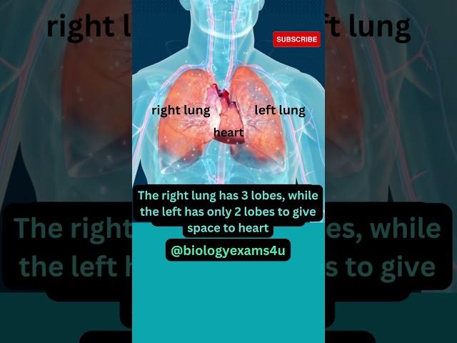 Why Left lung is smaller than Right Lung? #humanbody #biologyexams4u