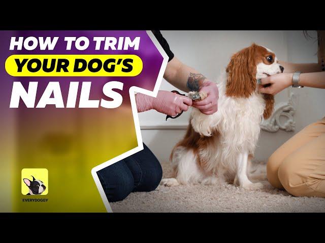 How to trim dog’s nails | Dog grooming | EveryDoggy