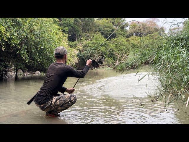 Câu Dính Con Cá Rất To Núp Dưới Bụi Cỏ Big fish fishing in the forest