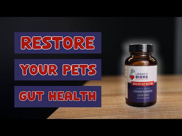 Restoring Pets Gut Health With Poop!?!