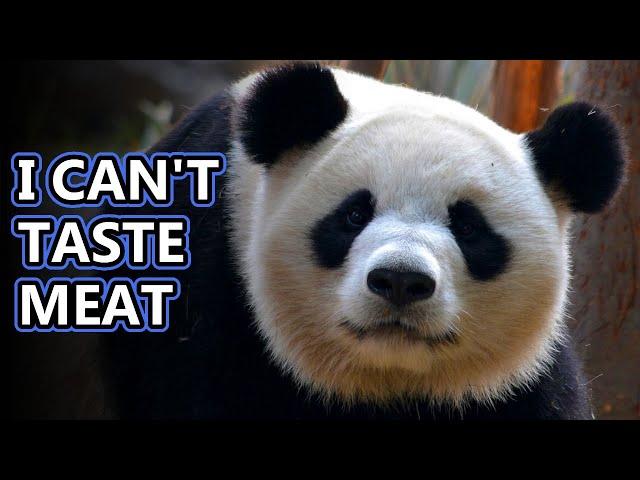 Panda Facts: aka GIANT PANDA FACTS  Animal Fact Files