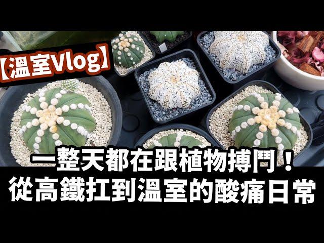 一整天都在跟植物搏鬥！從高鐵扛到溫室的爆肝日常