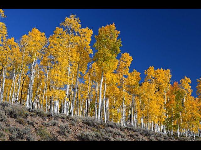 Fishlake National Forest Pando Clone