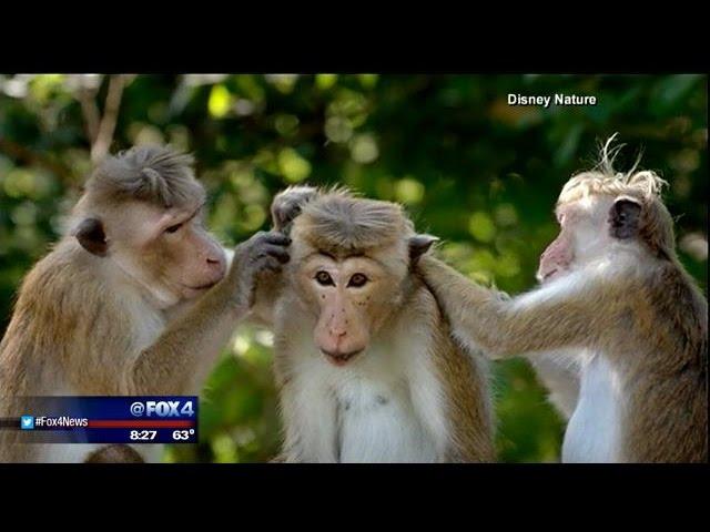 Monkey Kingdom